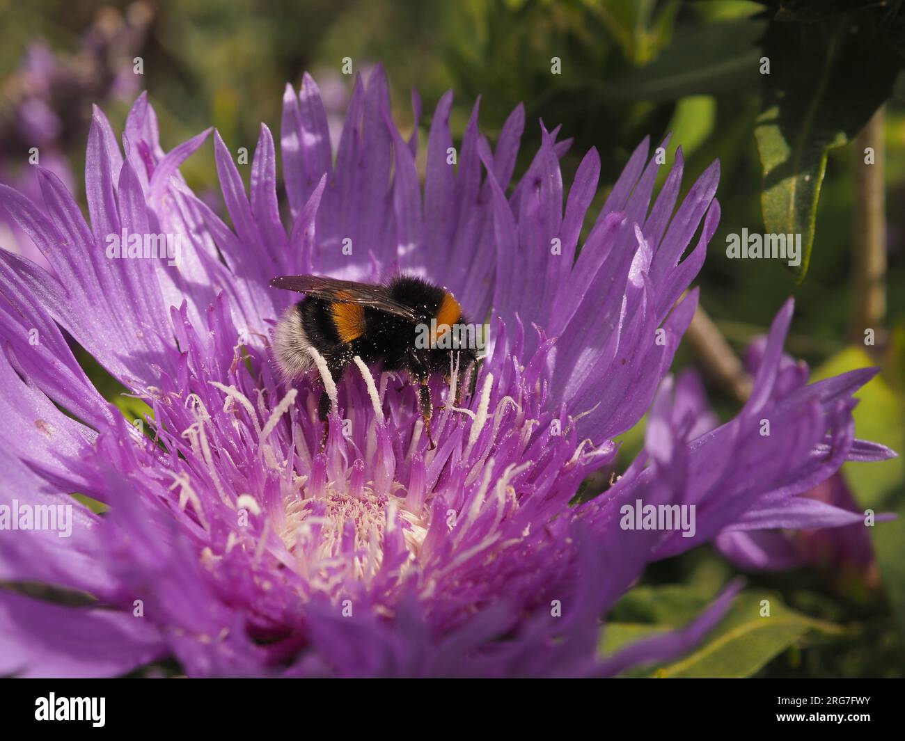 A northern white-tailed bumble bee(Bombus magnus) on a cornflower aster(Stokesia laevis) searching for pollen, close up, beauty of nature Stock Photo