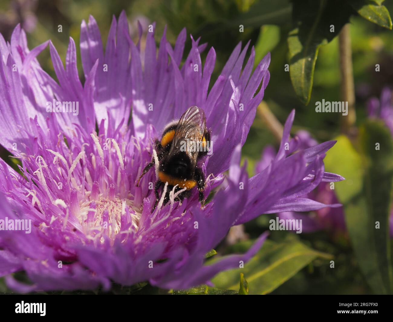 A northern white-tailed bumble bee(Bombus magnus) on a cornflower aster(Stokesia laevis) searching for pollen, close up, beauty of nature Stock Photo