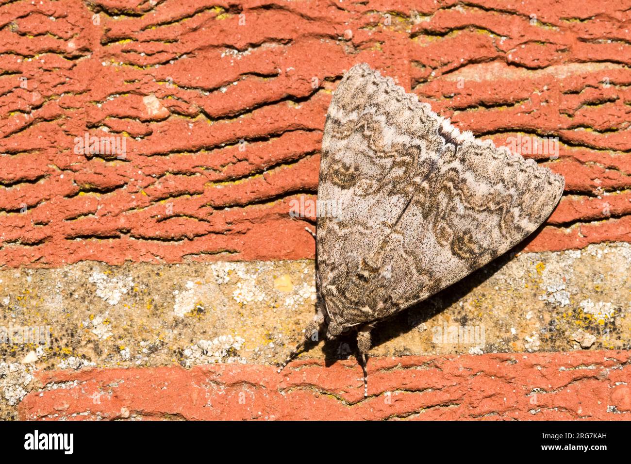 Dorsal view of red underwing moth, Catocala nupta, basking in sunlight on a brick wall. Stock Photo