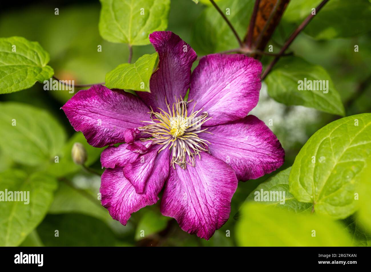 Blooming clematis Ville de Lyon on a wooden support Stock Photo