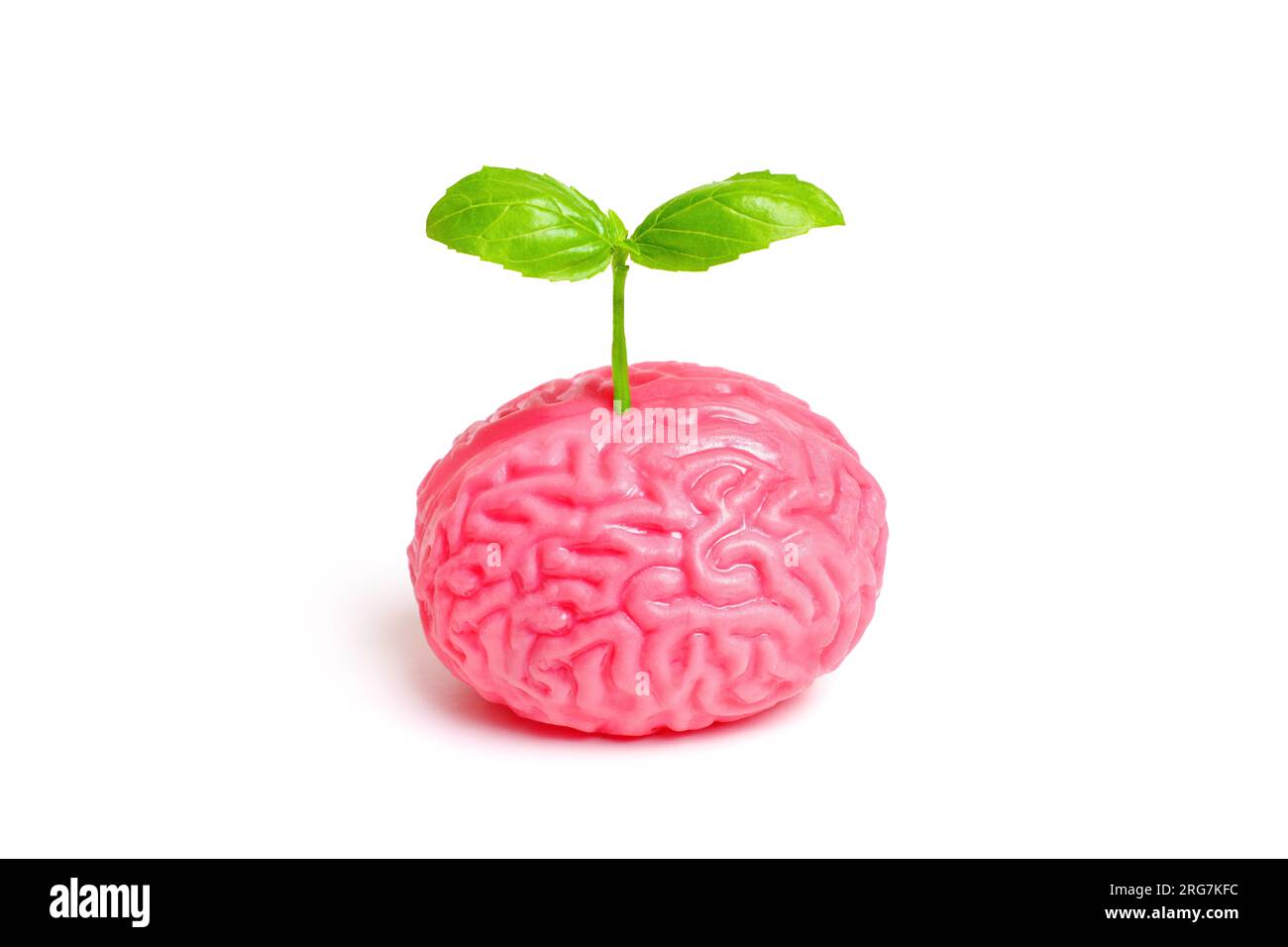 Young plant shoot symbolically emerges from an anatomical model of the