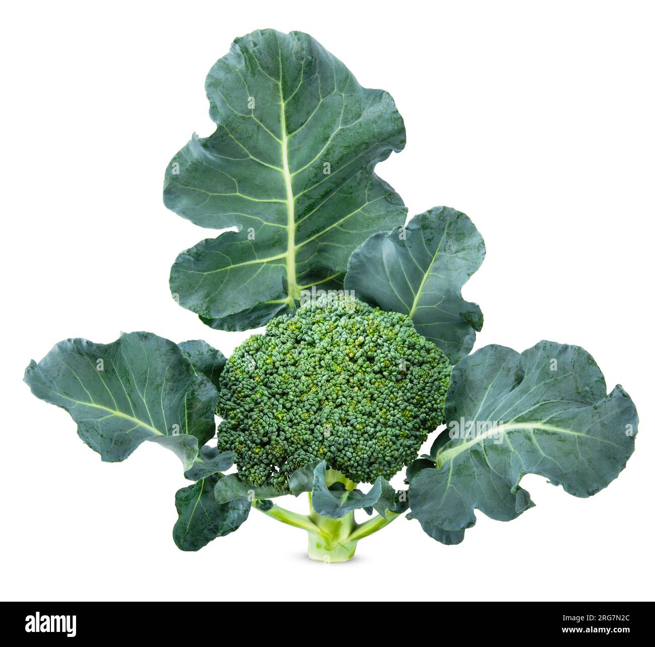 Broccoli with leaf isolated on white background. broccoli clipping path ...