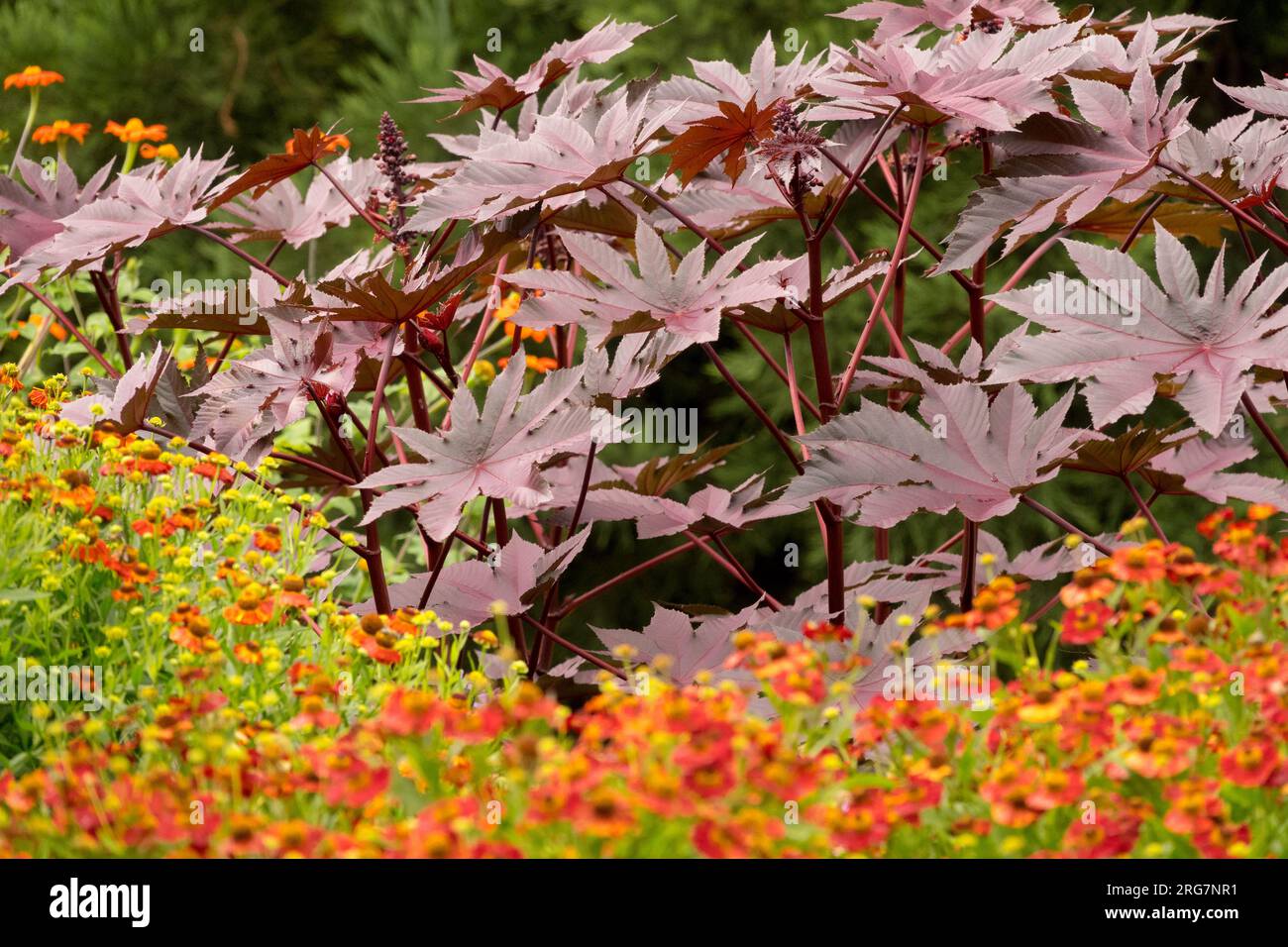 Castor Oil Plant leaves, Ricinus communis "New Zealand Purple" purple