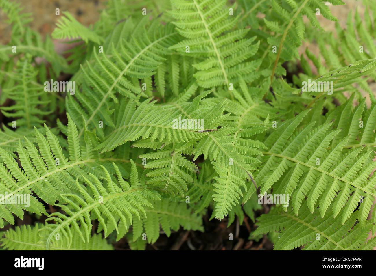 Closeup of the green leaf fronds of the shade loving garden fern parathelypteris beddomei. Stock Photo
