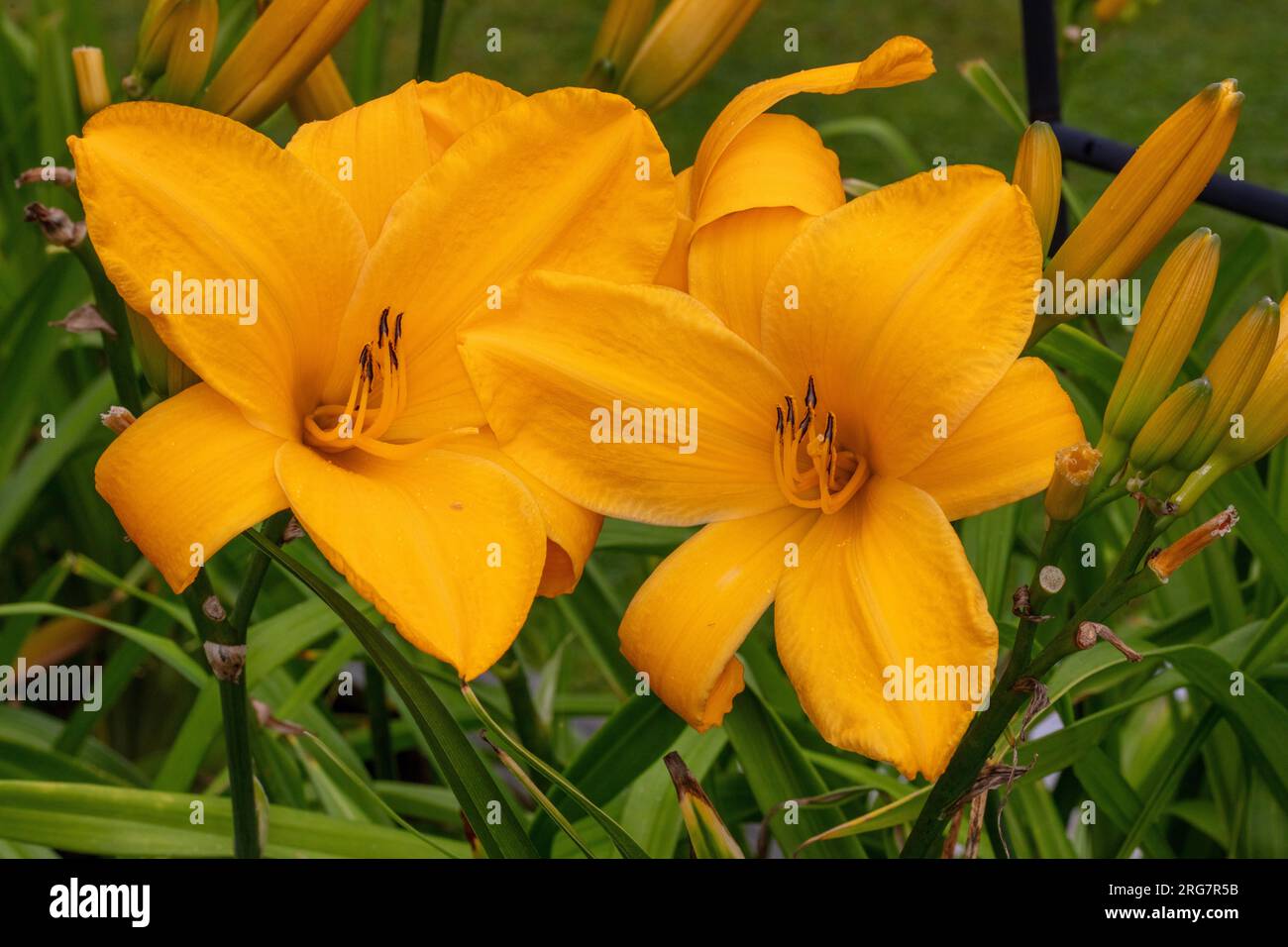 Chicago Sunrise Daylily Daglilja Hemerocallis Stock Photo Alamy chicago sunrise daylily daglilja hemerocallis stock photo alamy
