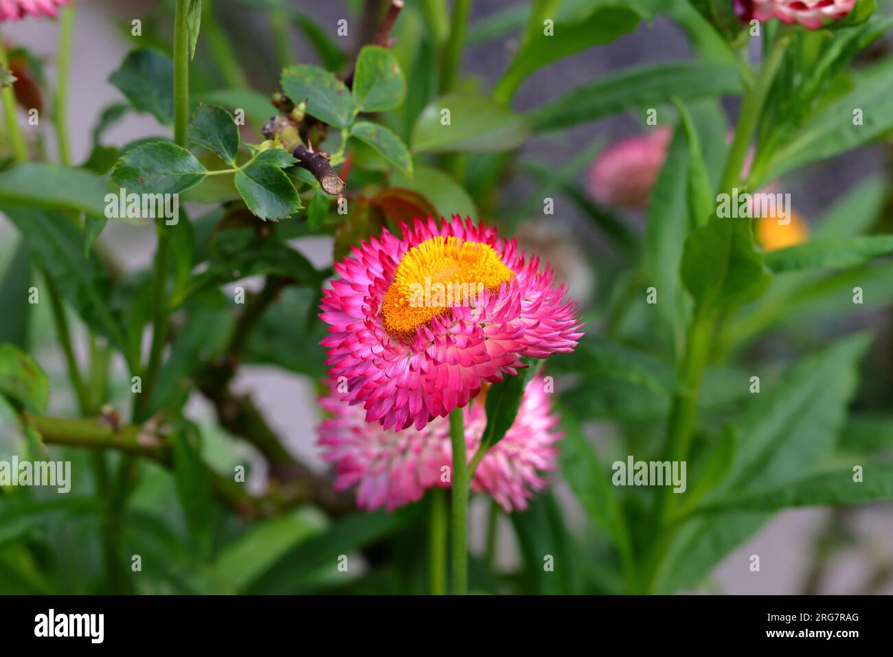 Helichrysum bracteatum flower Straw flower or Everlasting is a species of flowering plant in the family Asteraceae. Stock Photo
