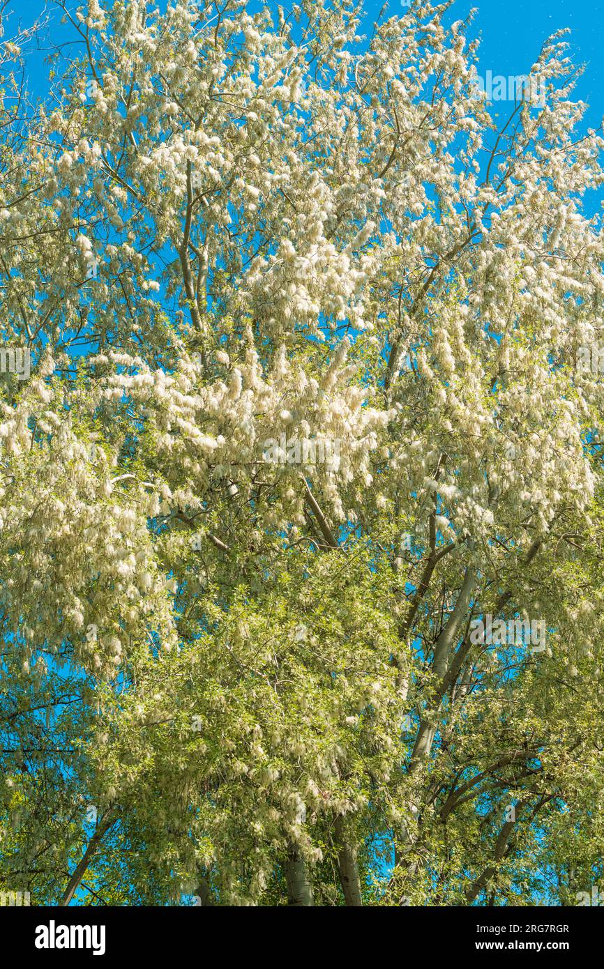 White poplar tree in bloom in spring, selective focus Stock Photo