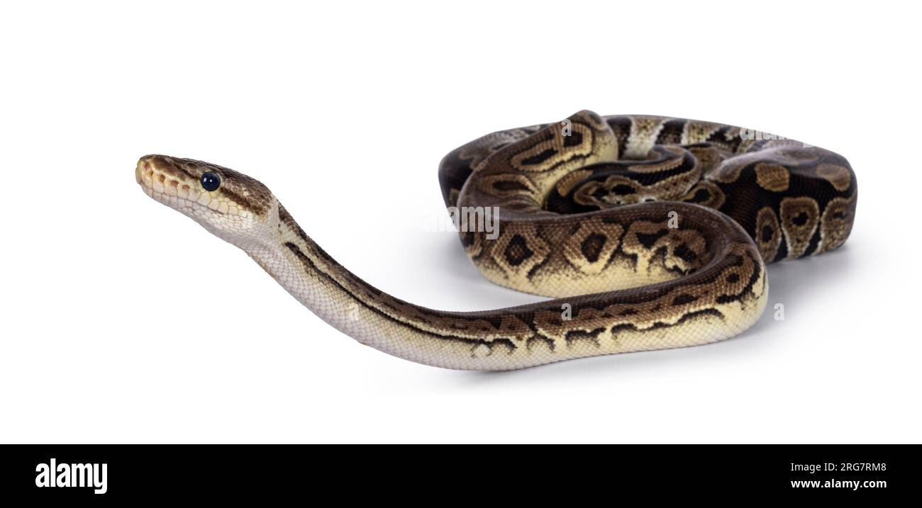 Two morphs of Ball Python aka Python Regius, tangled up and living as ...
