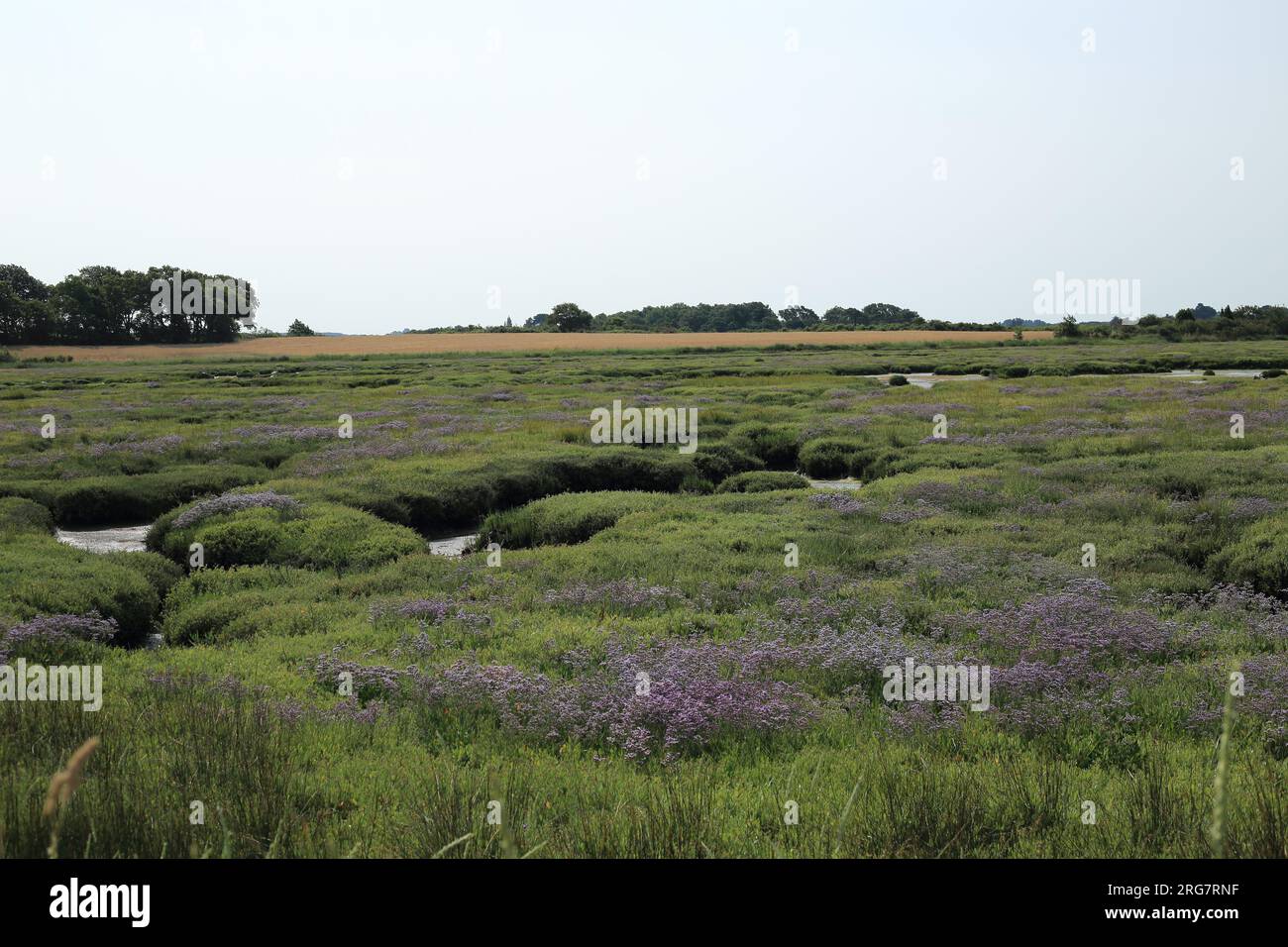 Salt marsh between Le Ruello and Ozon, Sene, Vannes, Morbihan, Brittany ...