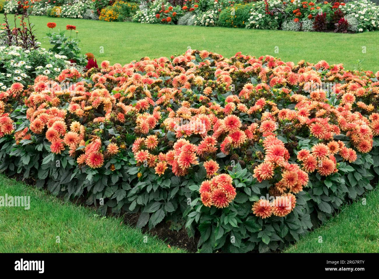 Dahlia Dwarf Double Opera, Dahlias bedding plants Garden, Flower Bed, Border, Lawn Orange flowers Stock Photo