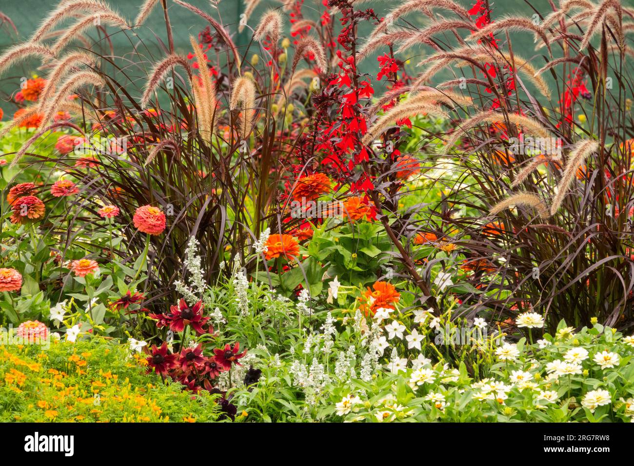 Herbaceous, Bedding, plants, Mixed, Border, Garden, Fountain Grass, Pennisetum, Flowers, Feathertop Stock Photo
