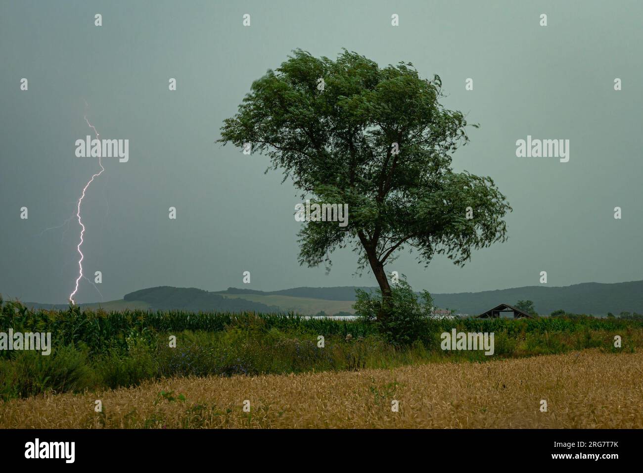 Lone tree with lightning bolt in the background Stock Photo