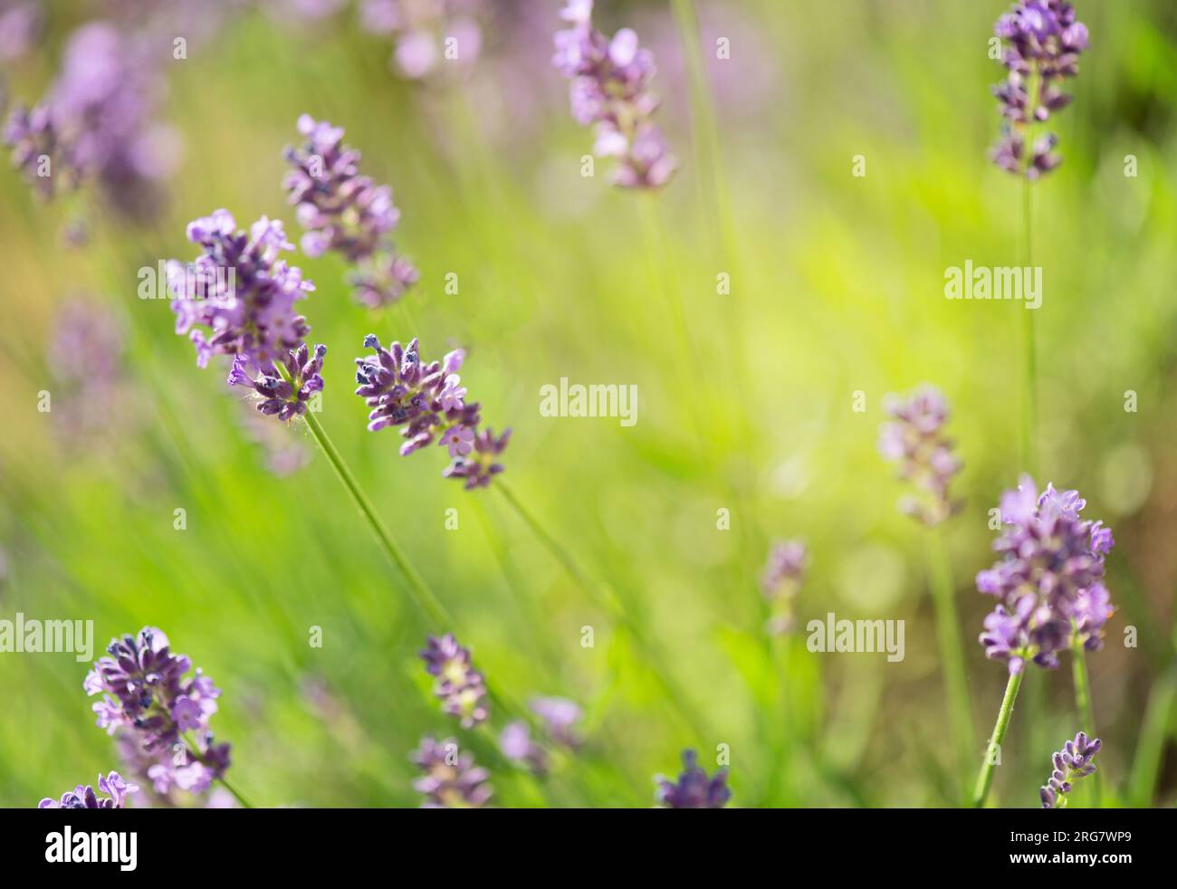 lavender blooming in a garden with an honey bee flying next to flower Stock Photo