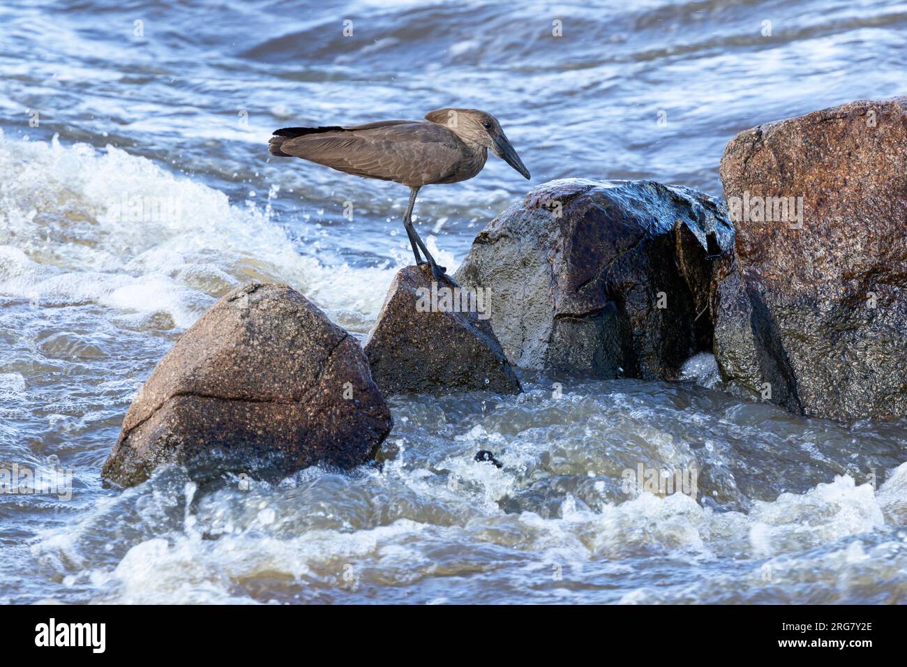 The Hamerkop is a bird steeped in myths and legends around Africa. They have a distinctive call and can be found by any water, from temporary puddles. Stock Photo