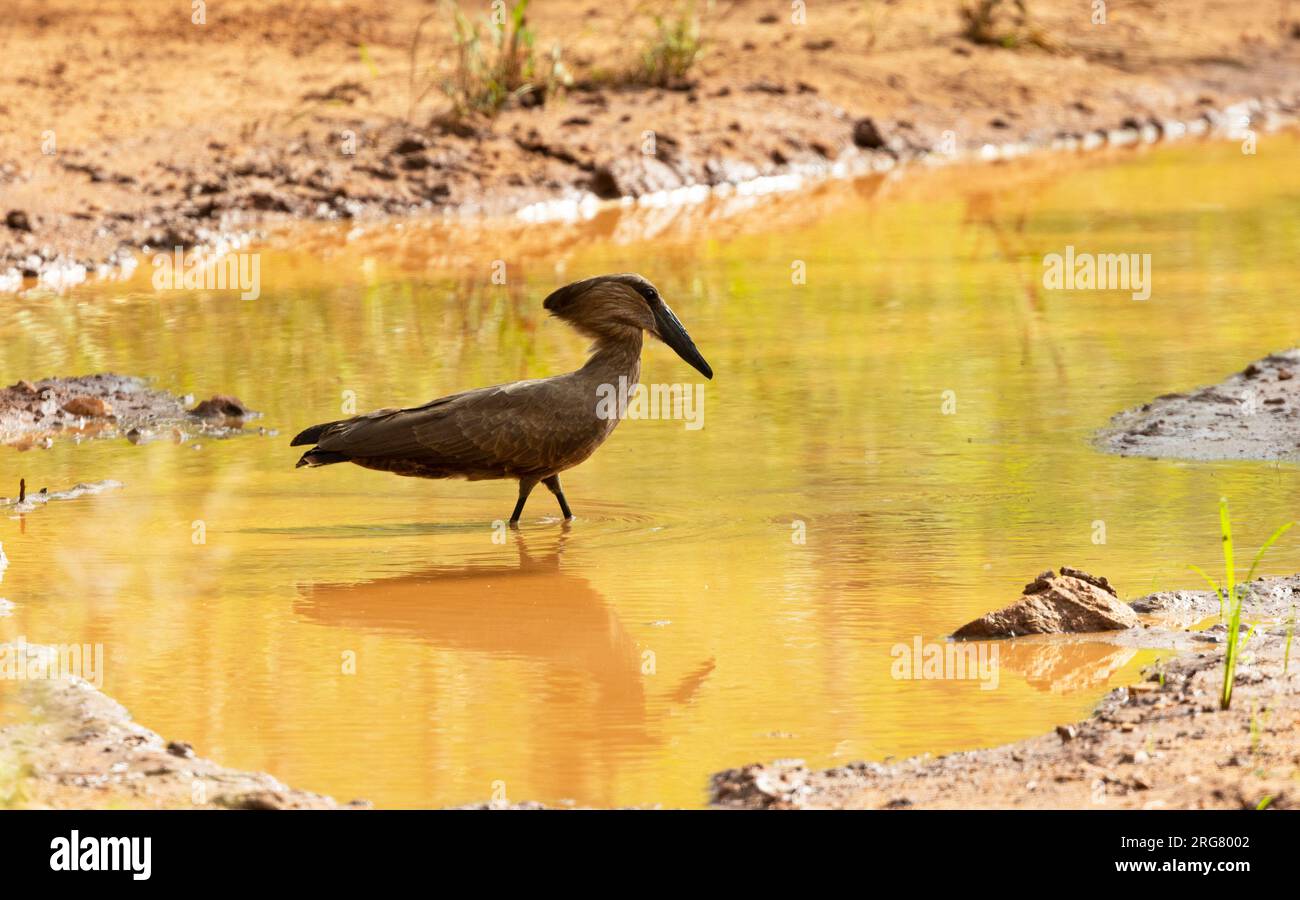 The Hamerkop is a bird steeped in myths and legends around Africa. They have a distinctive call and can be found by any water, from temporary puddles. Stock Photo