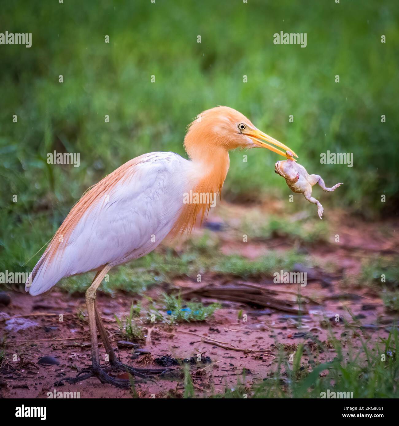 The frog tries to break free from the egret's beak. Chandigarh, India: THRILLING images show a hapless frog swinging helplessly in the beak of a cattl Stock Photo