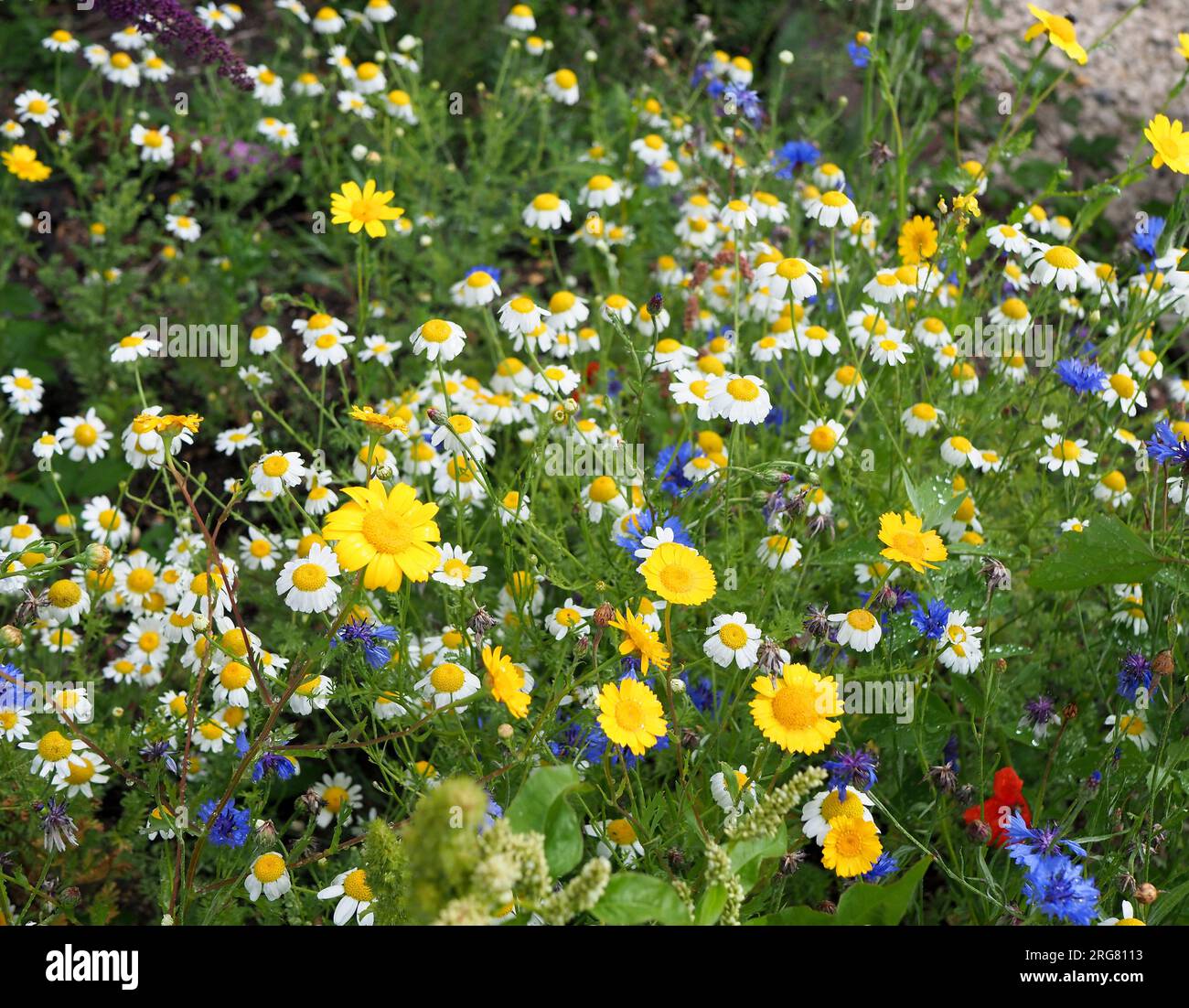 Attract pollinating insects hires stock photography and images Alamy