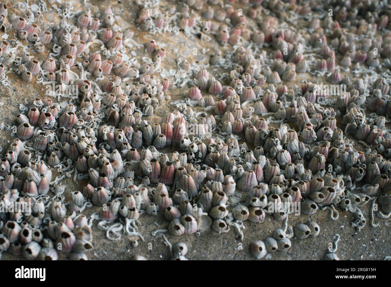 Calcareous remains of a colony of barnacles on the coast of Xove Lugo Galicia Stock Photo