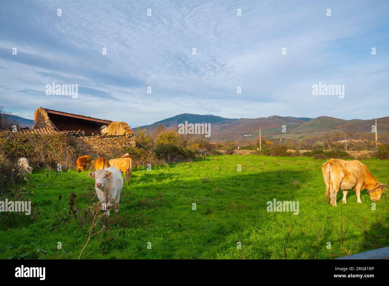 Cows in a meadow. Piñuecar, Madrid province, Spain. Stock Photo