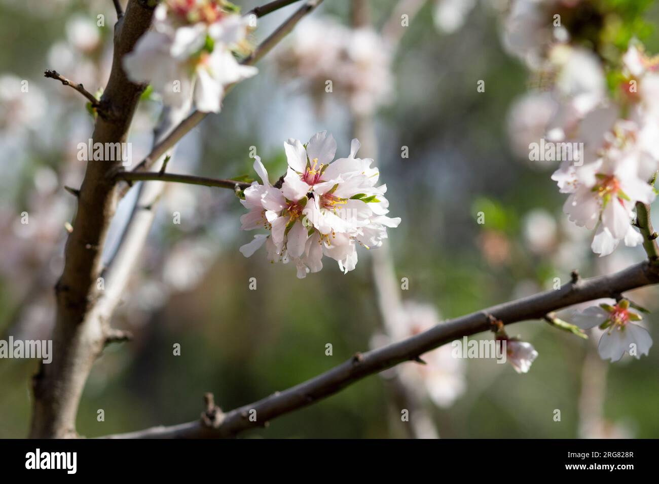 Close up of a little and sweet bouquet of white flowers of almond tree in a branch. Beautiful bokeh background of soft colors. Stock Photo