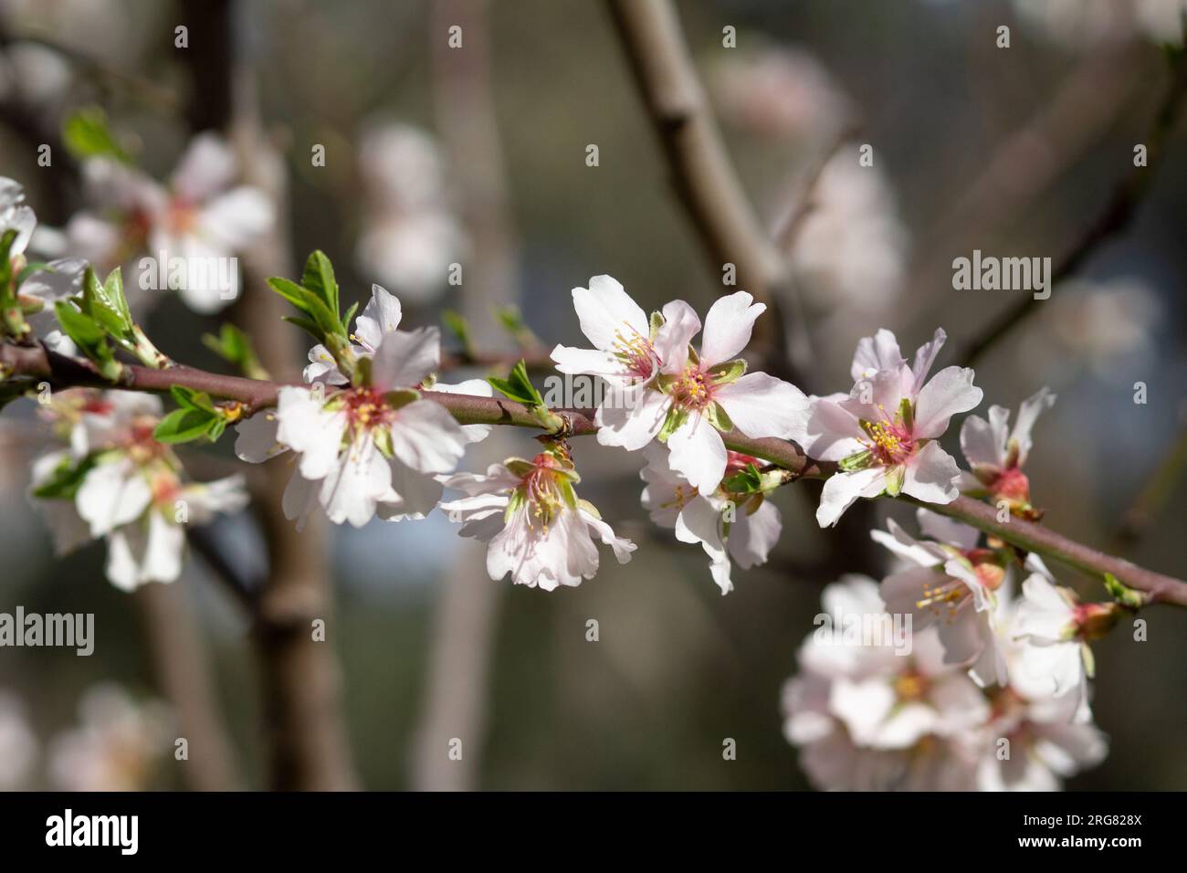 Closeup of branch of almond tree with a beauty bouquet of flowers pink and white. Background unfocused with a delicious bokeh. Stock Photo