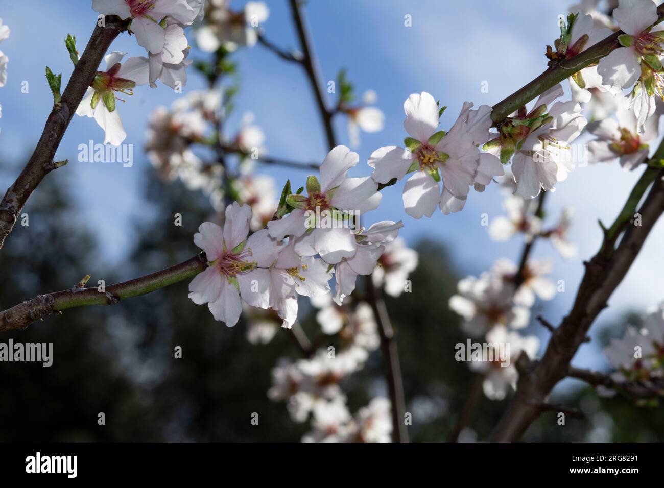 Closeup of branch of almond tree with a beauty bouquet of flowers pink and white. Background unfocused with a delicious bokeh. Stock Photo