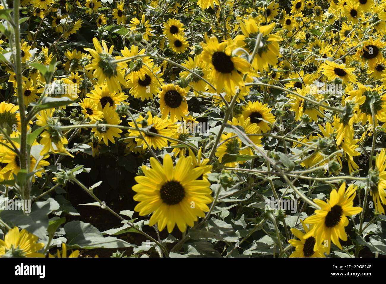 A field full of sunflowers. vibrant day in the sun directing the ...