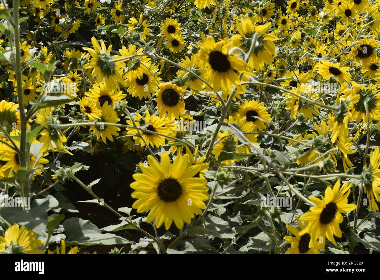 A field full of sunflowers. vibrant day in the sun directing the sunflowers. dance of the sunflowers. Stock Photo