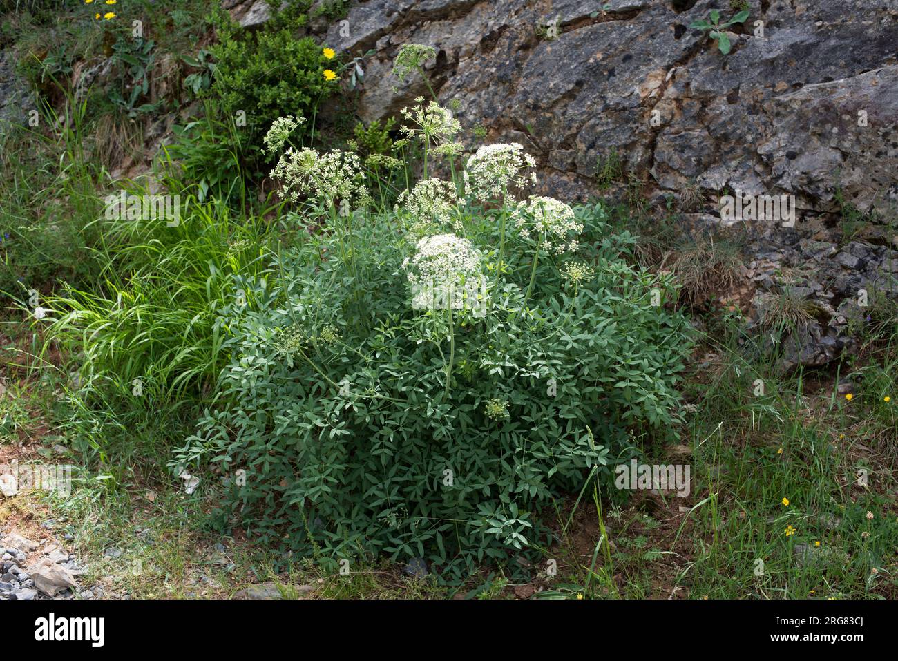 Broad-lived sermountain (Laserpitium latifolium) is a perennial herb with biternate leaves. Flowers are white and clustored in umbrels. It grows in eu Stock Photo
