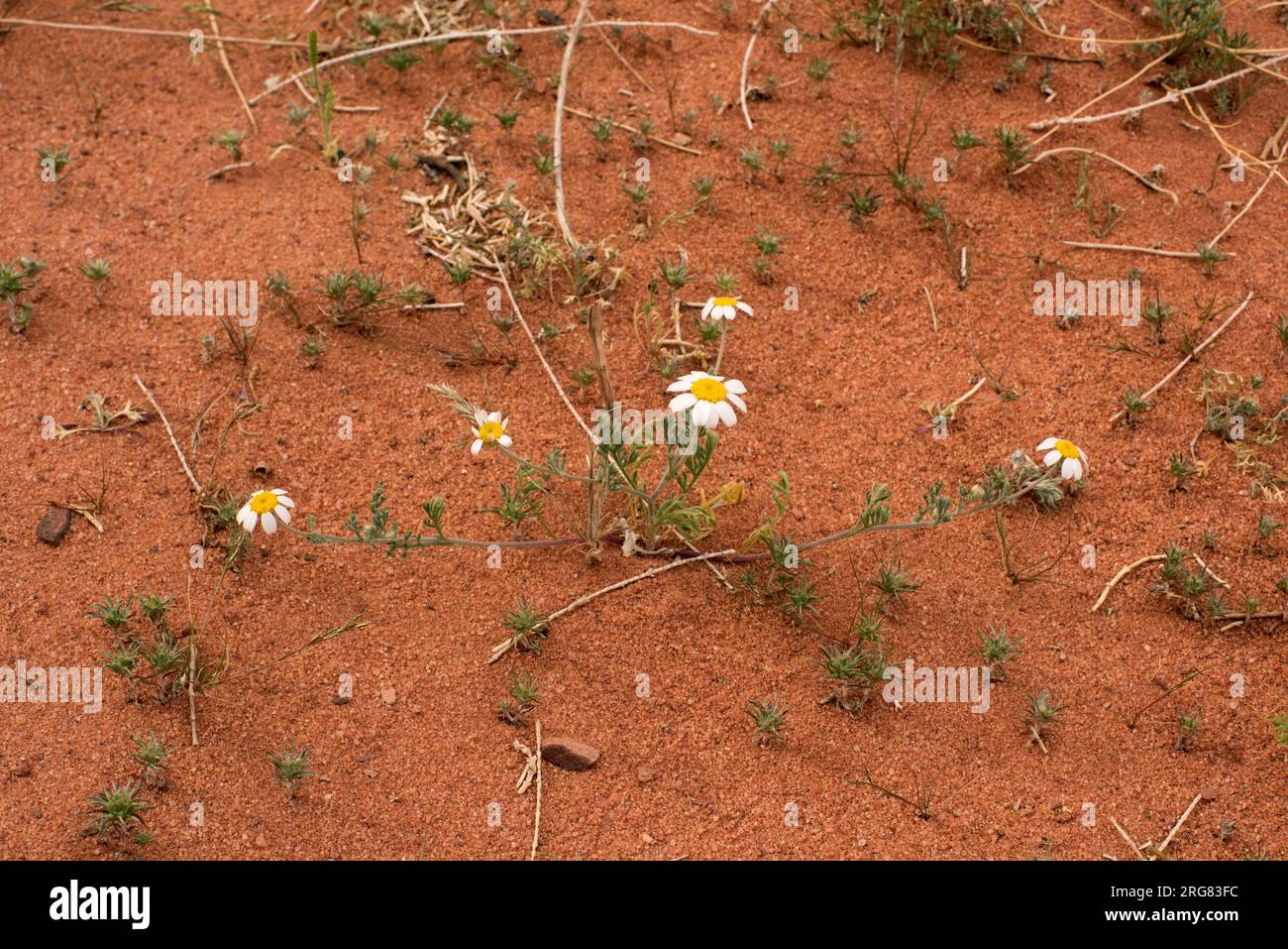 Anthemis or Klasea haussknechtii is an annual herb that lives in Middle East deserts. Angiosperms. Eudicots. Asteraceae. This photo was taken in Wadi Stock Photo