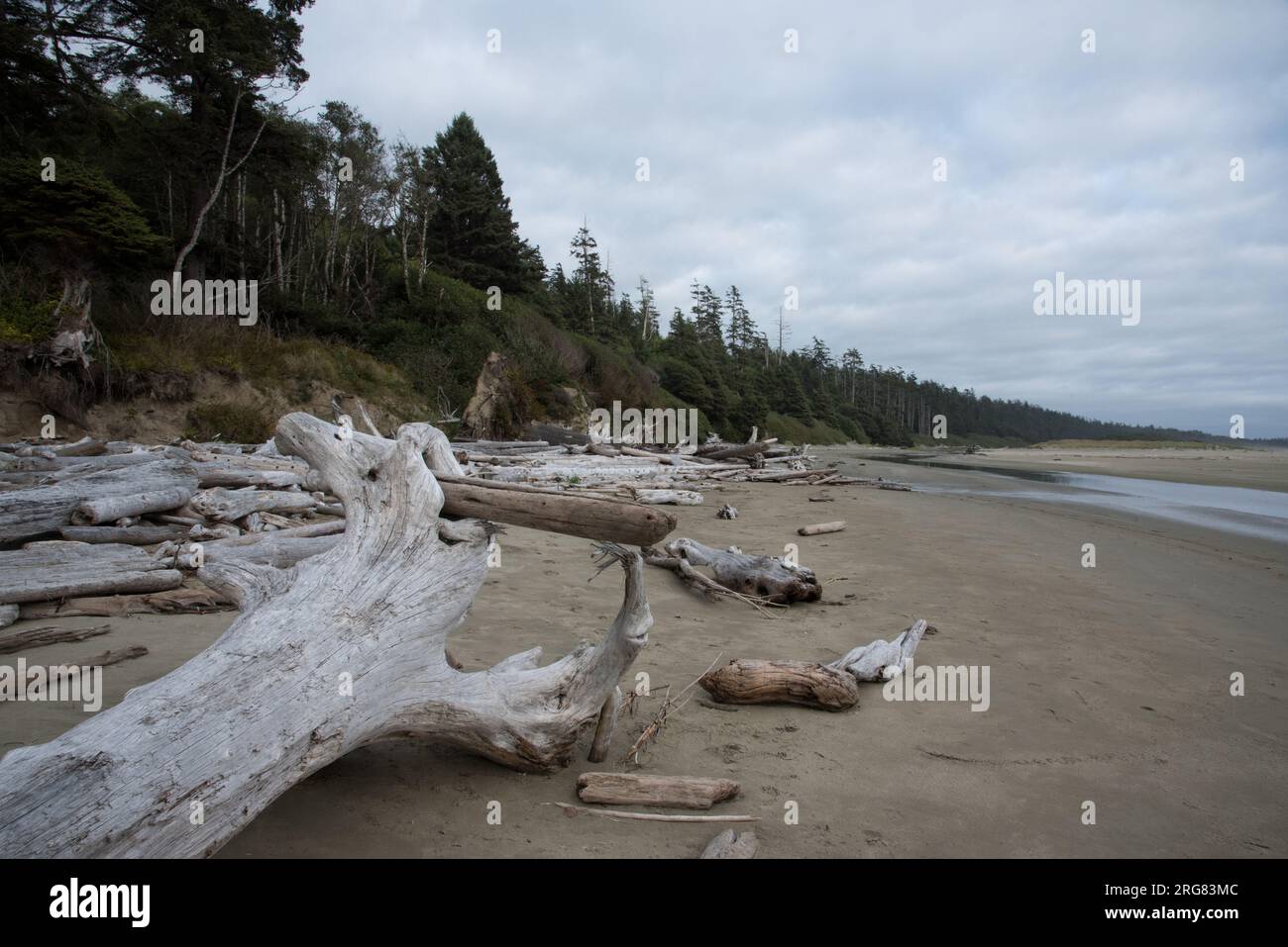 Pacific Rim National Park at west coast of Vancouver Island is covered ...