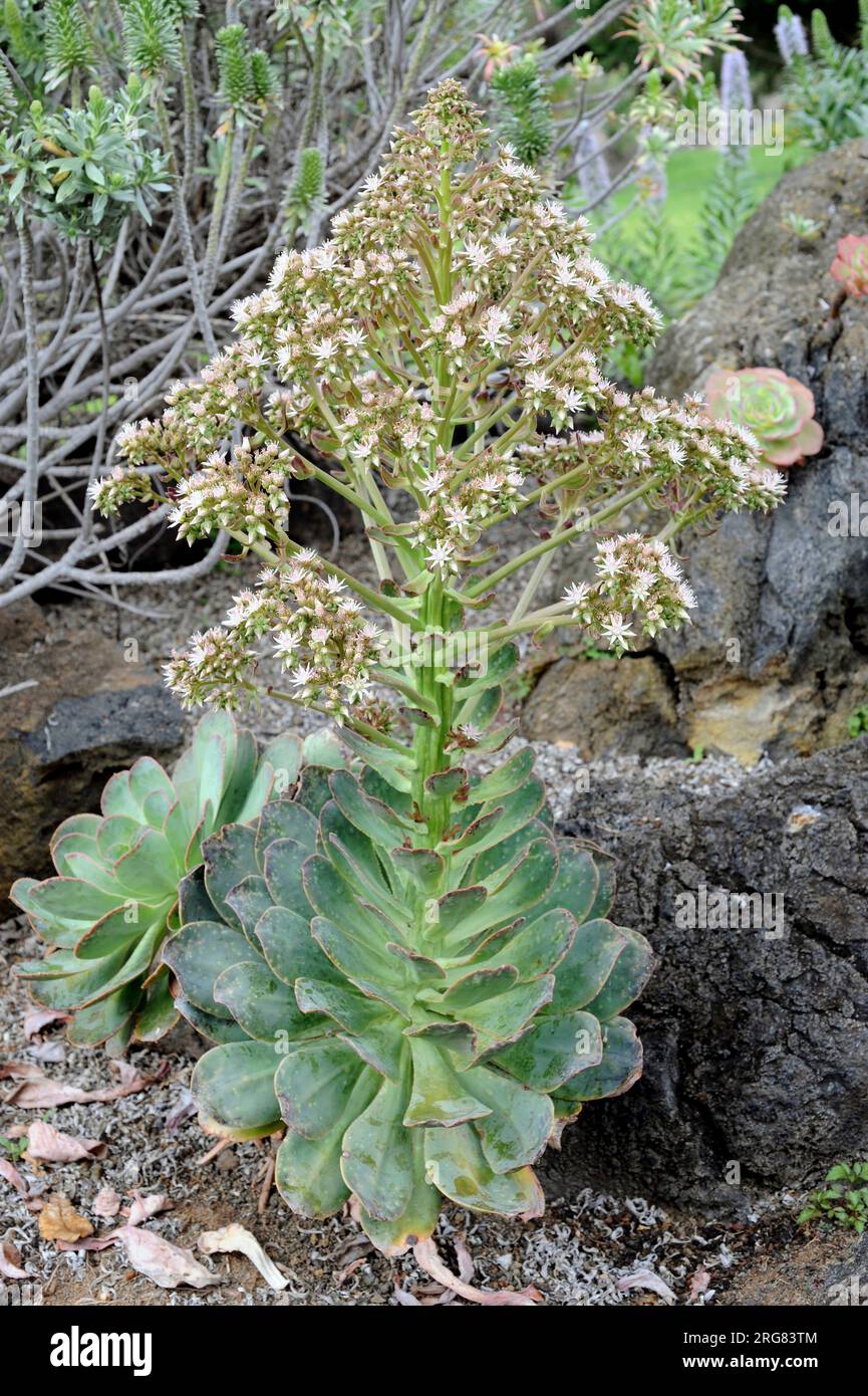 Bejeque sanjora (Aeonium hierrense) is a succulent shrub endemic of El Hierro and La Palma Islands. Canary Islands, Spain. Stock Photo