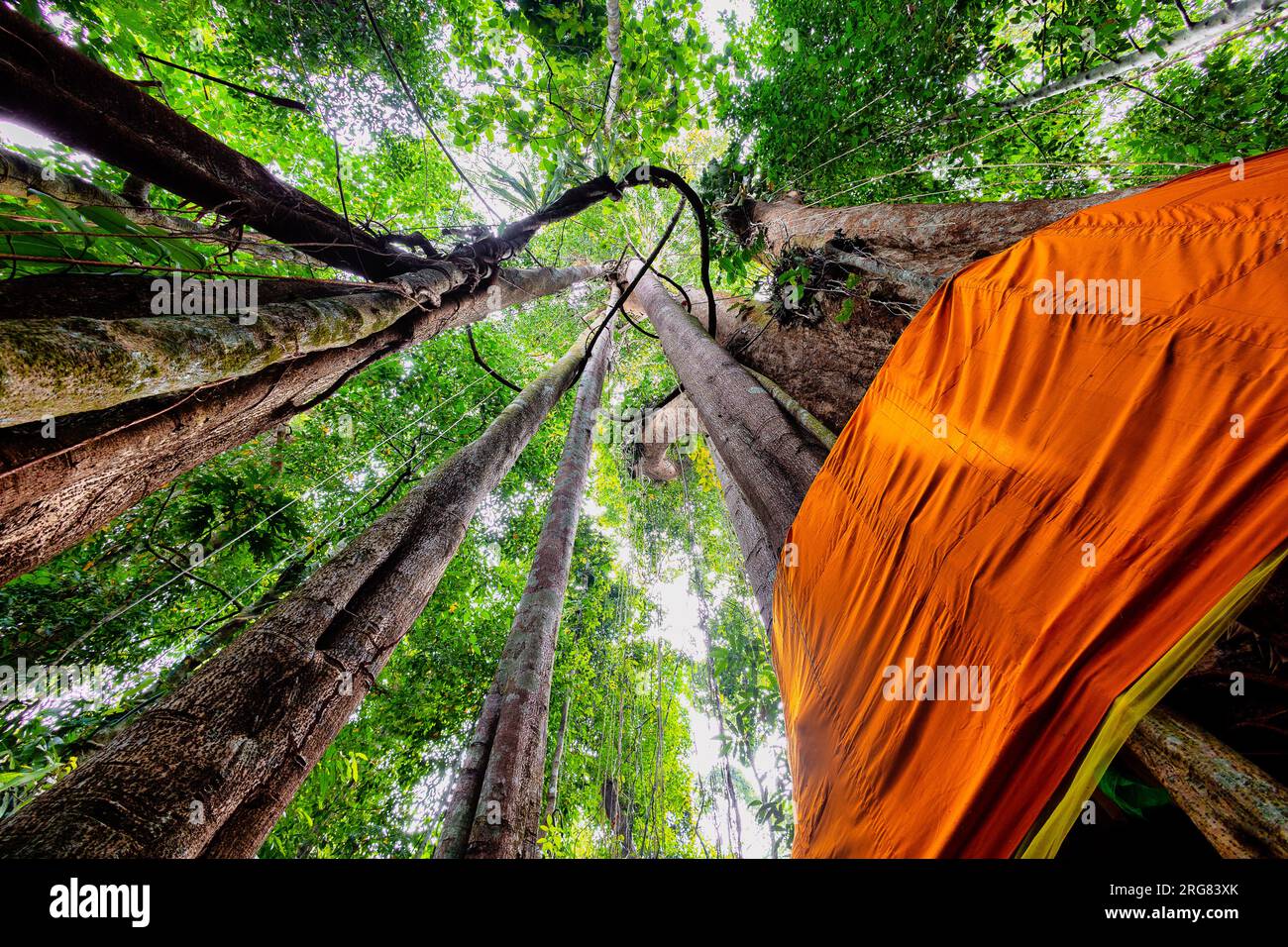 Sacred tall ficus tree in the rainforest of koh Kood island, Thailand Stock Photo