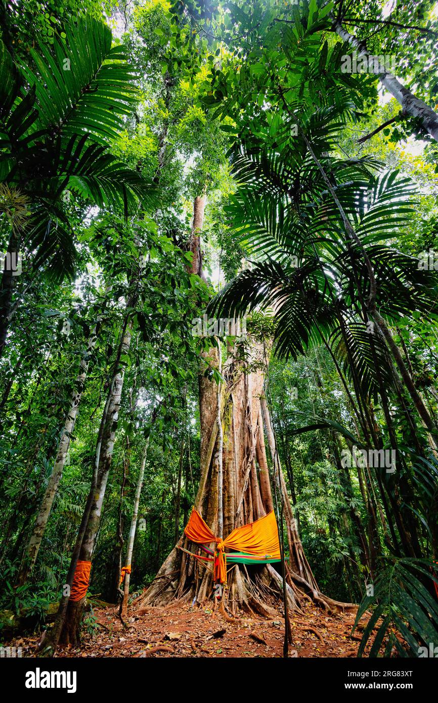 Sacred tall ficus tree in the rainforest of koh Kood island, Thailand Stock Photo
