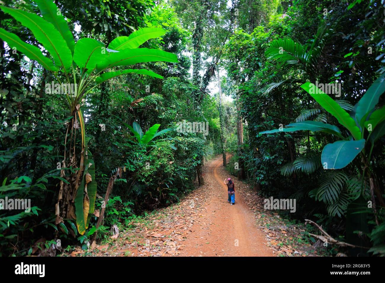 Woman trekking alone in the jungle of Koh Kood with giant banana trees. Thailand Stock Photo