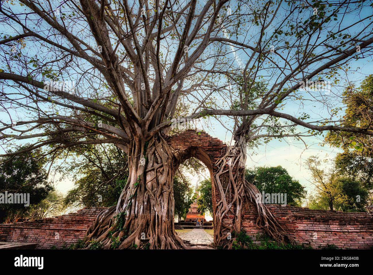 Old temple gate tangled with ficus roots, the portal of time at Ayutthaya Stock Photo