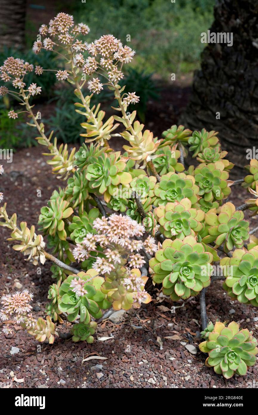 Bejeque rosado (Aeonium percarneum) is a succulent shrub endemic of Gran Canaria, Canary Islands, Spain. Stock Photo