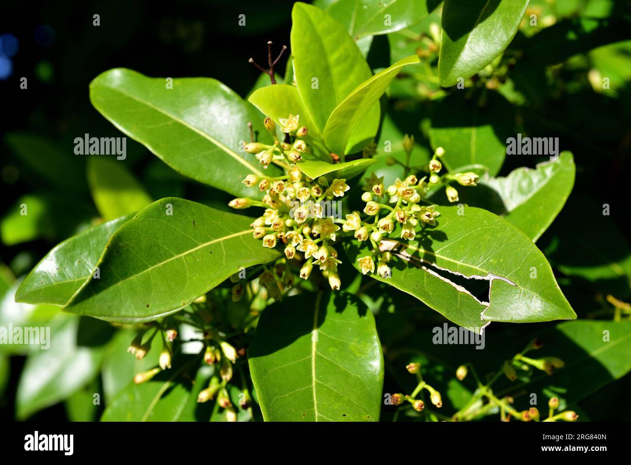 Barbusano (Apollonias barbujana) is an endemic tree typical of the laurisilva forests in Macaronesic Region. Flowers and leaves detail. Stock Photo