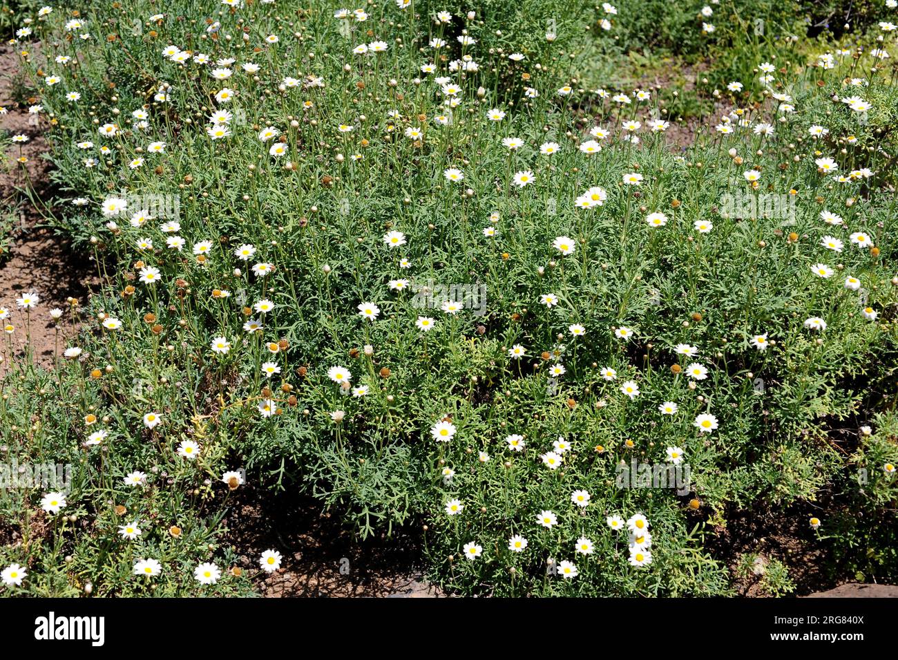 Magarza, Paris daisy or marguerite daisy (Argyranthemum frutescens) is a perennial herb native to the Canary Islands, Spain. Stock Photo