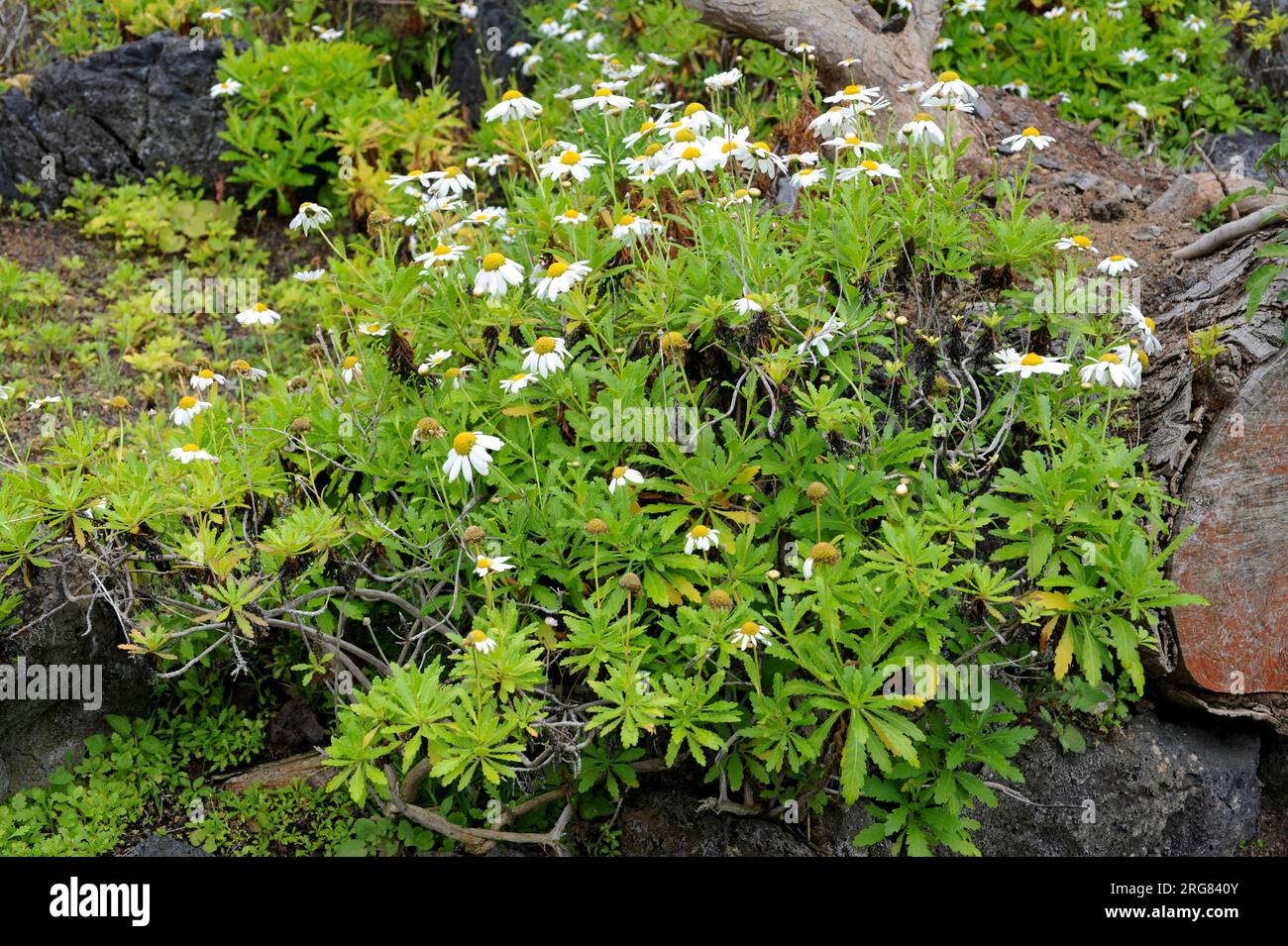 Estreleira, malmequer or pampilhos (Argyranthemum pinnatifidum) is a perennial herb endemic of Madeira Island, Portugal. Stock Photo