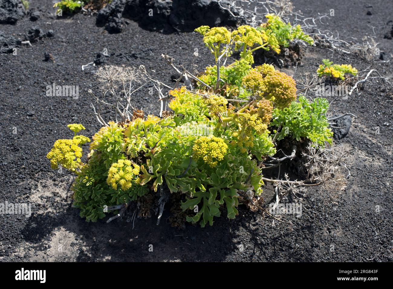 Lechuga de mar (Astydamia latifolia) is a biannual or perennial herb native of Canary Islands. This photo was taken in La Palma Island. Stock Photo
