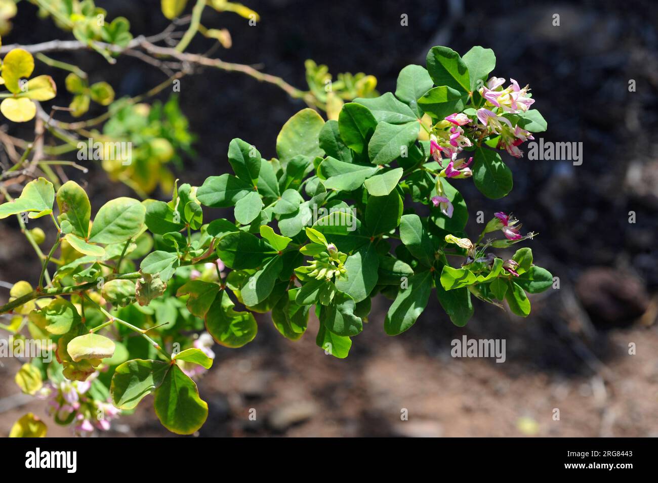 Trébol de risco (Dorycnium spectabile) is an endangered shurb endemic of Tenerife Island, Canary Islands, Spain. Stock Photo