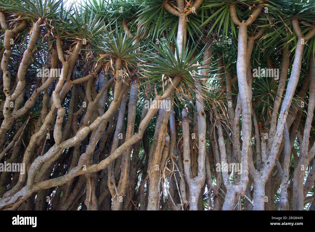 Drago or Canary Islands dragon tree (Dracaena draco) is a tree-like plant native of Macaronesia Region. Las Tricias, Garafía, La Palma Island, Canary Stock Photo