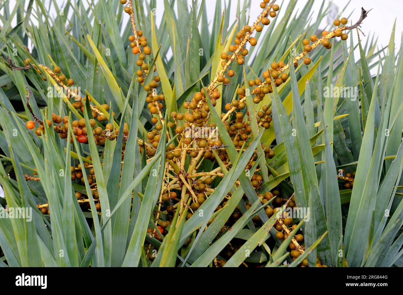 Drago or Canary Islands dragon tree (Dracaena draco) is a tree-like plant native of Macaronesia Region. Leaves and fruits (berries) detail. Stock Photo