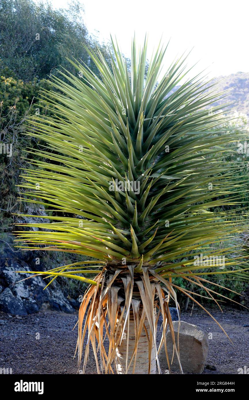 Drago de Gran Canaria (Dracaena tamaranae) is a tree-like plant native of Macaronesia Region. Gran Canaria Island, Canary Islands, Spain. Stock Photo