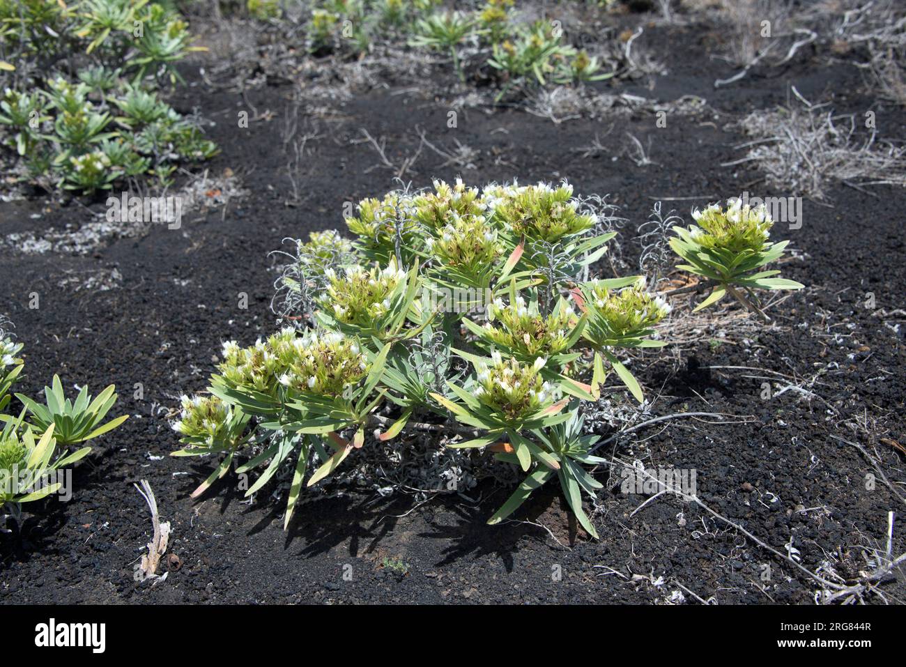 Arrebol (Echium brevirame) is a shrub endemic of La Palma Island, Canary Islands, Spain. This photo was taken in Fuencaliente, La Palma, Canary Island Stock Photo