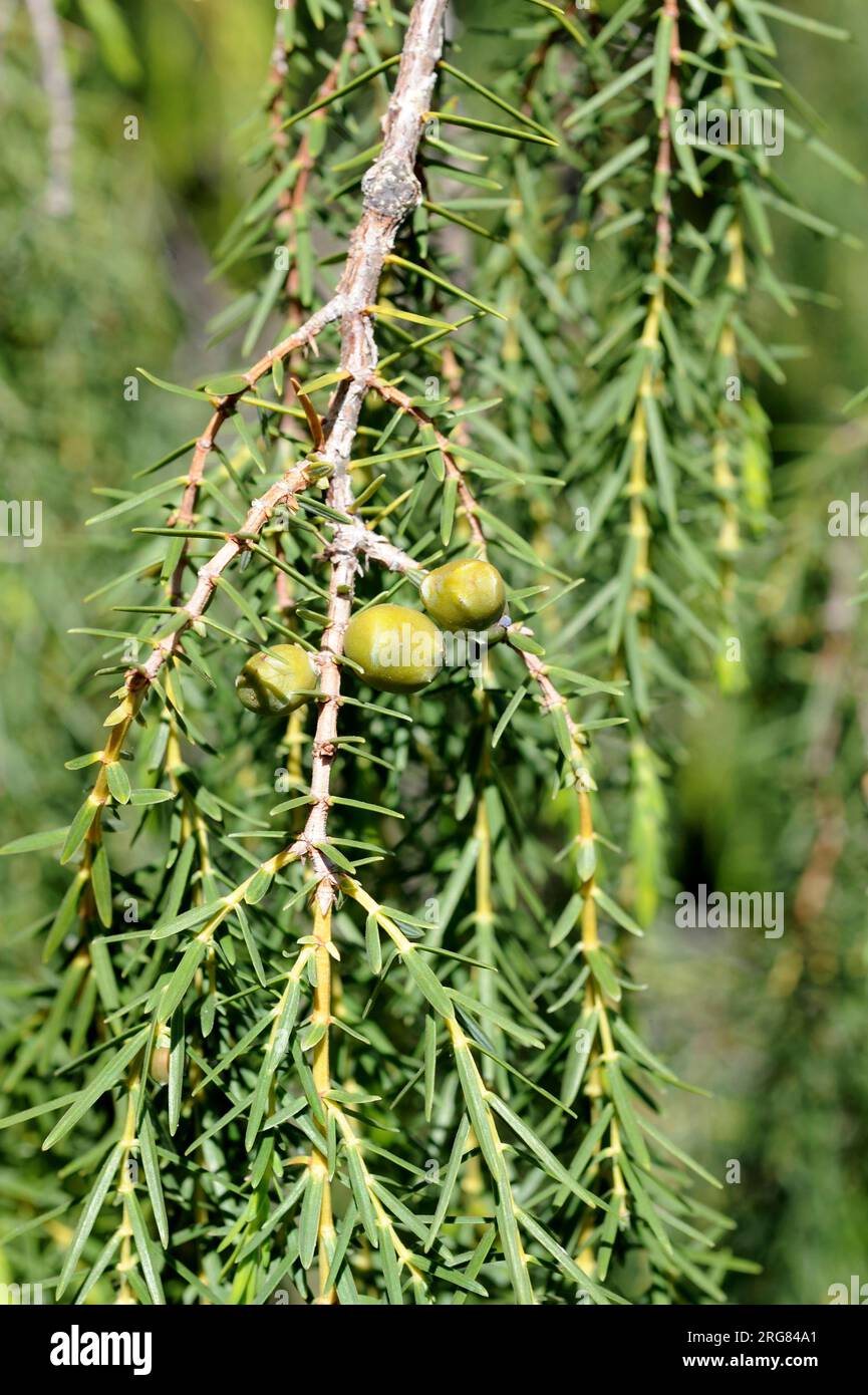 Cedro canario (Juniperus cedrus) is a tree endemic of Macaronesia Region (Canary Islands and Madeira). Leaves and cones detail. Stock Photo