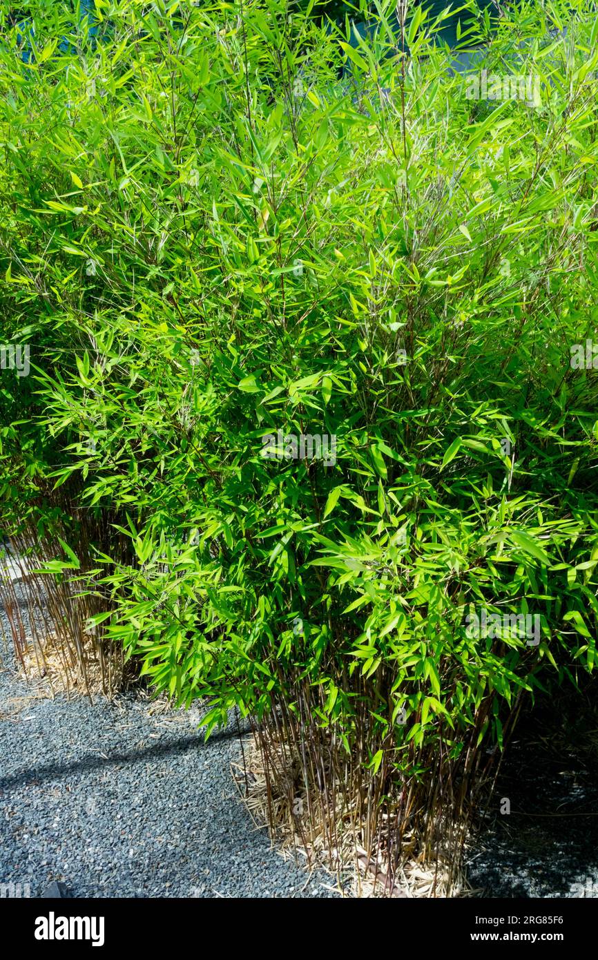 Bamboo fargesia, murielae, Evergreen, Fargesia bamboo Stock Photo