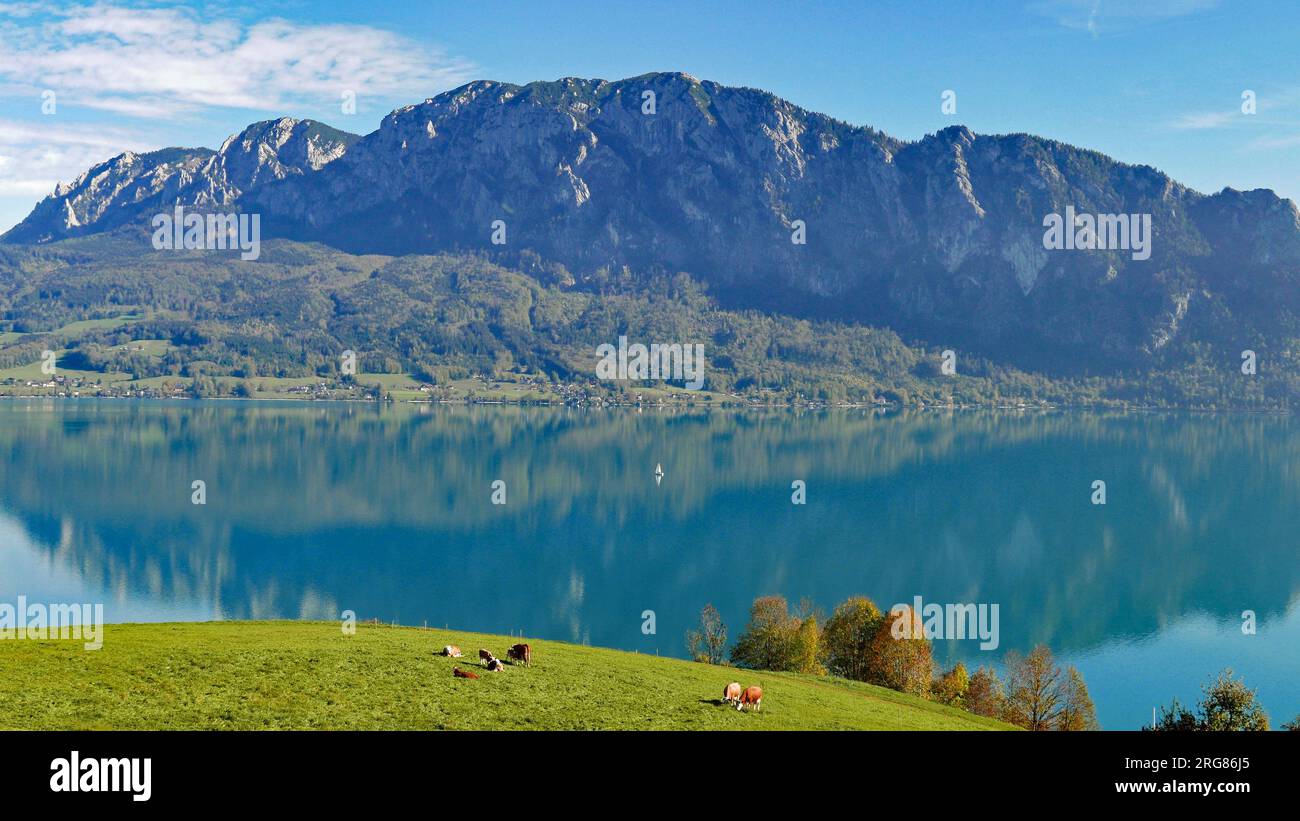 Attersee mit Kühen auf Wiese, Österreich Alpen Salzkammergut Stock Photo