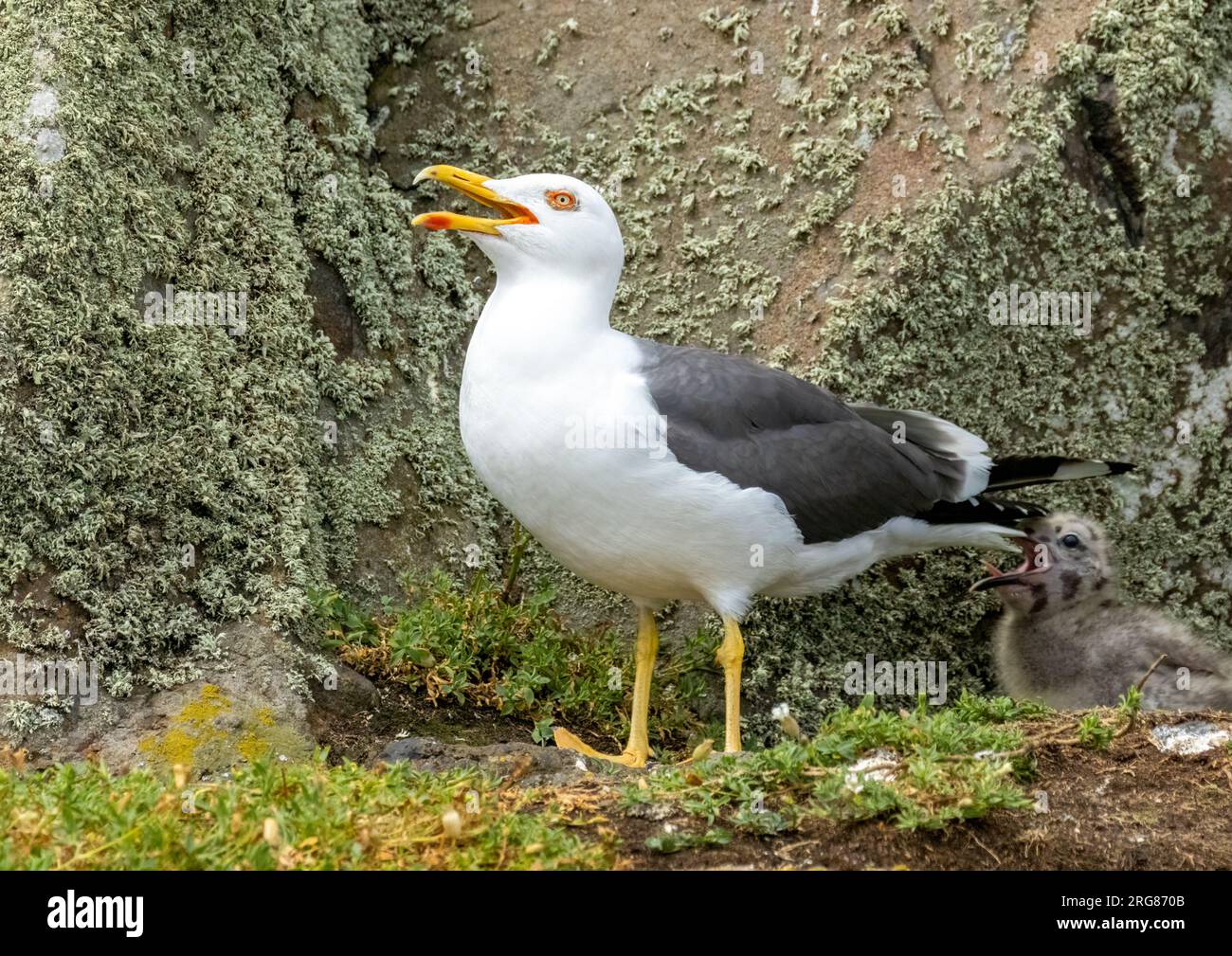Great Black backed gull , seagull, with bright yellow beak open Stock Photo